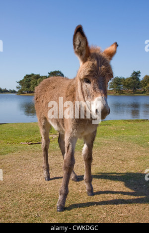 junge New Forest Esel, Hampshire, England Stockfoto