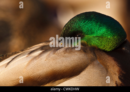 Kanada, British Columbia, George C. Reifel Migratory Bird Sanctuary, Stockente (Anas Plathyrhynchos) drake Stockfoto