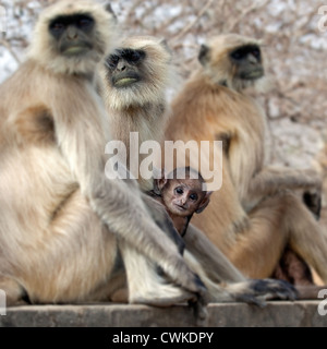 Grau / Hanuman-Languren (Semnopithecus Entellus)-Familie mit Baby, Ranthambore Nationalpark, Sawai Madhopur, Rajasthan, Indien Stockfoto