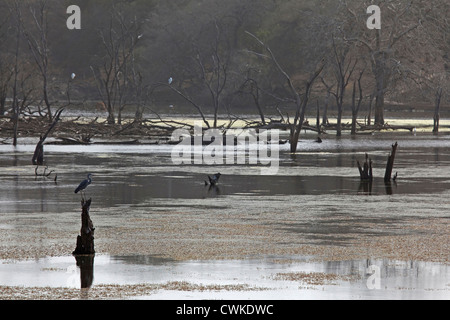 Tierwelt im Sumpf im Ranthambore Nationalpark, Sawai Madhopur, Rajasthan, Indien Stockfoto