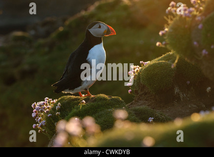 Papageitaucher (Fratercula Arctica) Sommer Erwachsenen unter Sparsamkeit Blumen im Abendlicht. Fair-Isle, Shetland. Juni. Stockfoto