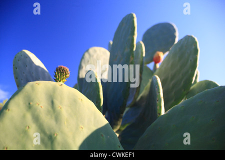 Kaktusfeige hautnah mit Knospe vor tiefblauem Himmel. Indische Feigen - Opuntia Ficus Indica. Stockfoto