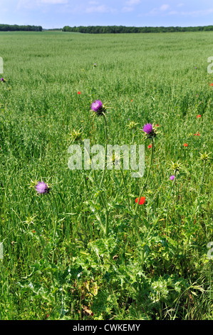 Selige / mediterrane Mariendistel / bunte Distel / Mary Thistle (Silybum Marianum / Blütenstandsboden Marianus) in Blüte Stockfoto