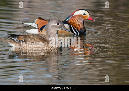 Peking, China, Paarung Paar Mandarin Enten am See Stockfoto