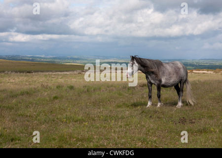 Welsh Pony am tiefen über Reynoldston, Gower Peninsula, South Wales Stockfoto