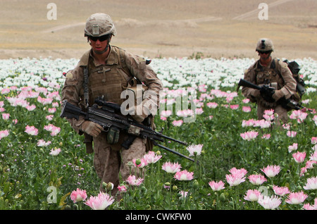 US-Marines patrouillieren durch Mohnfelder im Musa Qaleh Bezirk von Afghanistan 17. April 2012. Stockfoto