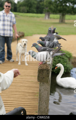 Ältere Frauen Tauben füttern Tauben Bushy Park, UK Stockfoto