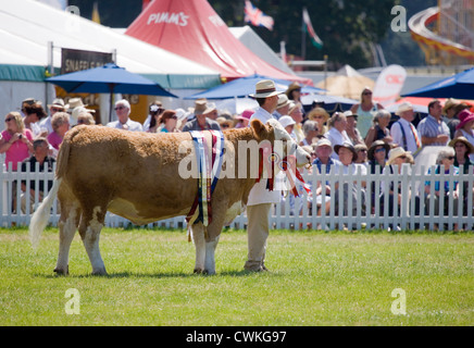 Rinder mit einzelnen Erwachsenen zeigen Kuh New Forest Land Show, UK Stockfoto
