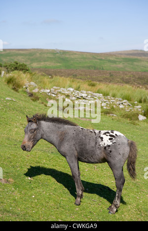Dartmoor Pony einziges Fohlen stehen Dartmoor, UK Stockfoto