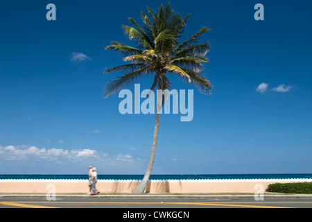 EINSAMER PALM TREE SOUTH OCEAN BOULEVARD PROMENADE PALM BEACH FLORIDA USA Stockfoto