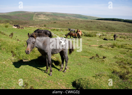 Dartmoor Pony alleinstehenden stehen Dartmoor, UK Stockfoto