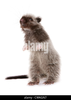 Nördlichen Luzon riesigen Cloud Ratte Phloeomys Pallidus einzelne Juvenille in einem Studio UK Stockfoto