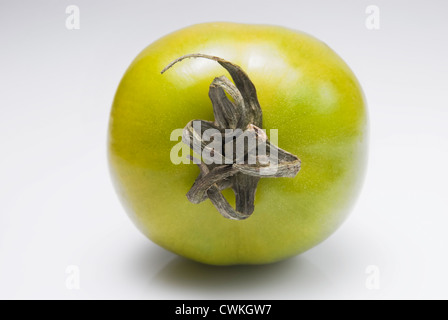 Grüne Tomaten erschossen vor weißem Hintergrund Stockfoto