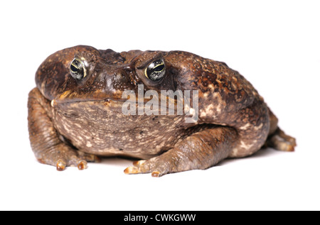 Riesige Marine Kröte alleinstehende Erwachsene in einem Studio UK Stockfoto