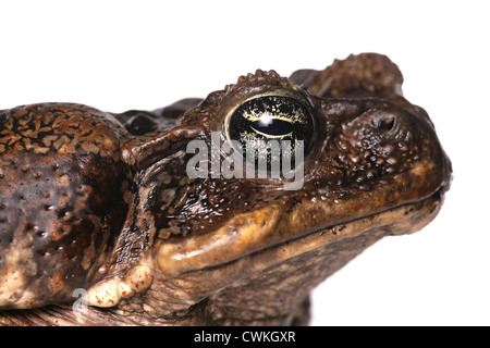 Riesige Marine Kröte alleinstehende Erwachsene in einem Studio UK Stockfoto