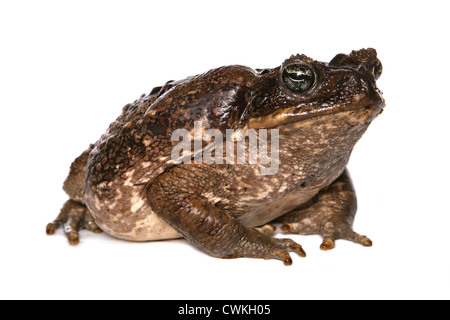 Riesige Marine Kröte alleinstehende Erwachsene in einem Studio UK Stockfoto