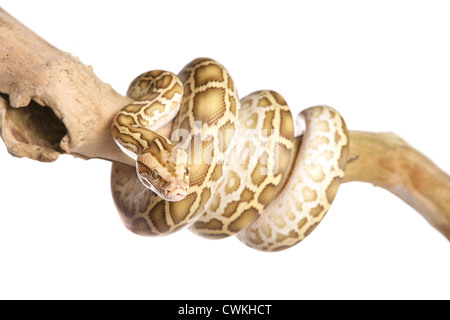 Albino burmesischen Python Python aus Bivittatus alleinstehende Erwachsene auf einem Ast im studio Stockfoto