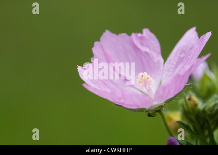 Sidalcea Campestris in eine Wildblumenwiese. Wiese Sidalcea. Stockfoto