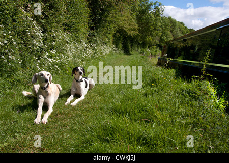 zwei Hunde am Leinpfad, Oxford Canal, Oxfordshire Stockfoto