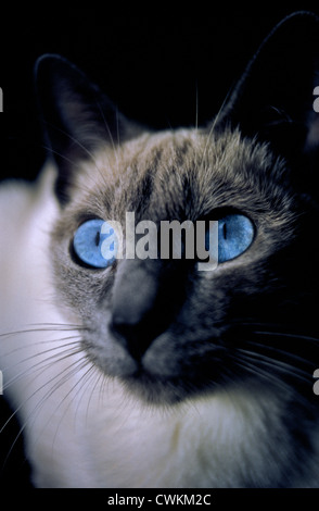 Die blauen Augen des eine siamesische Katze sind ein bekannter Bestandteil dieser kurzhaarige domestizierte Katze, die von asiatischer Herkunft aus Thailand, einmal bekannt als Siam ist. Stockfoto