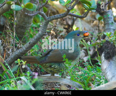 Weibliche Satin Bower Vogel (Ptilonorhynchus Violaceus), New-South.Wales, Australien Stockfoto