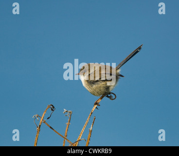 Hervorragende Fairy-Zaunkönig (Malurus Cyaneus), New-South.Wales, Australien Stockfoto