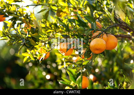 Reife Mandarinen auf dem Baum Stockfoto