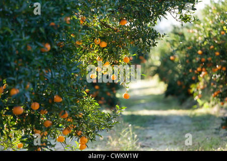 Mandarin orchard Stockfoto