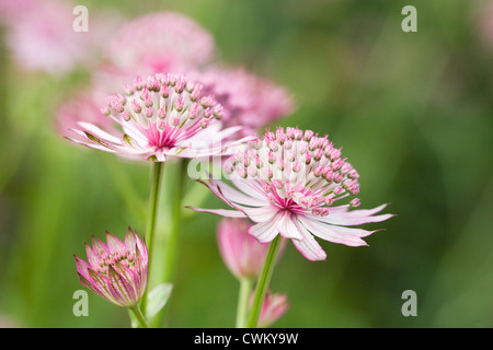 Astrantia major 'Roma'. Rosa Sterndolde Blüten. Stockfoto