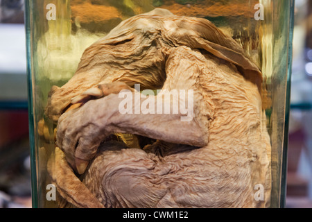 England, London, University College London, das Grant Museum für Zoologie, Säugling Erdferkel Stockfoto