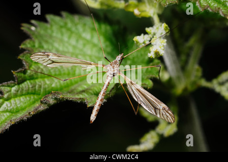 Tipula maxima, Crane Fly oder Daddy Long Legs, Wales, Großbritannien. Stockfoto