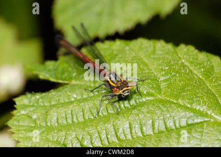Pyrrhosoma nymphula, Large Red Damselfly, Wales, Großbritannien. Stockfoto