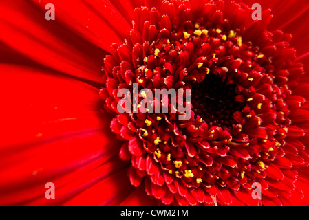 rote Gerbera Daisy Blume Makro Stockfoto