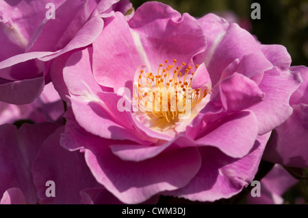 Eine offene Blüte der duftende Rosensorte "Lucky" Stockfoto