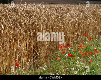 Margeriten und Mohn wächst am Rand eines Feldes von Weizen, UK Stockfoto