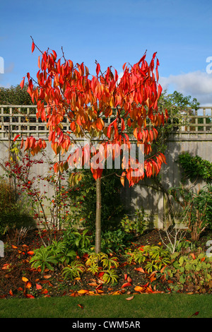 England-Dorset-Land Garten Prunus Tai Haku (große weiße Kirsche) Herbstlaub Stockfoto