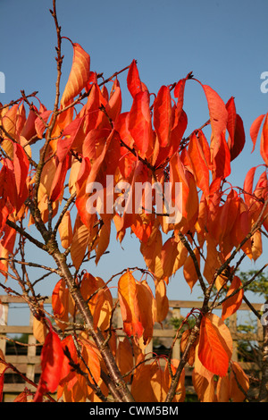 England-Dorset-Land Garten Prunus Tai Haku (große weiße Kirsche) Herbstlaub Stockfoto