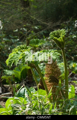 Gunnera Manicata Pflanzen zeigen, die riesigen Blätter, Stamm und Blume auf diese ungewöhnliche Pflanze Stockfoto