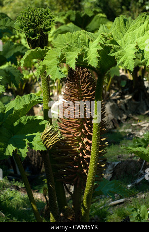 Gunnera Manicata Pflanzen zeigen, die riesigen Blätter, Stamm und Blume auf diese ungewöhnliche Pflanze Stockfoto