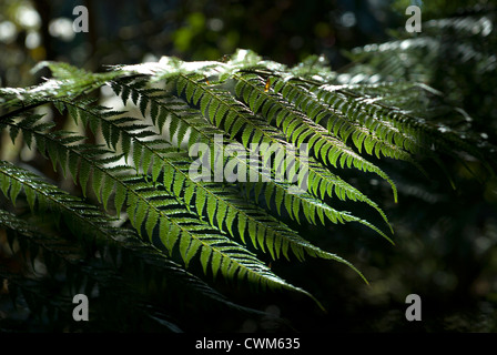 Gefleckte Sonnenlicht durch den Wald Baumkronen fällt auf ein Farn im Unterholz Stockfoto