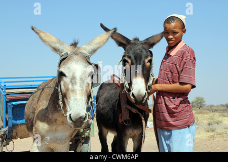 Junge von den indigenen San Stammes erstreckt sich Esel ein Cart, Namibia, Kalahari-Wüste Stockfoto