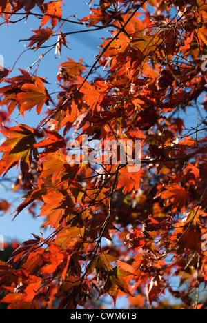 Herbstliche Farben auf einem Acer Palmatum bei strahlendem Sonnenschein Stockfoto