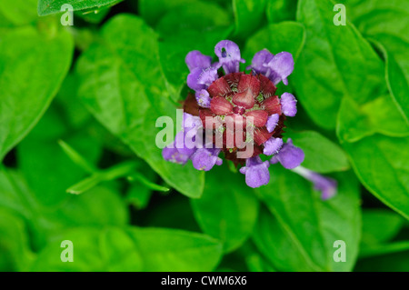 Selfheal, einer wilden Blume UK Stockfoto