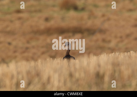 Taiga Bohne Gans Anser Fabalis Shetland, Scotland, UK Stockfoto