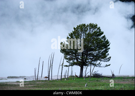 Firehole Lake mit Wacholder und Dampf, Yellowstone-Nationalpark, Wyoming, USA Stockfoto