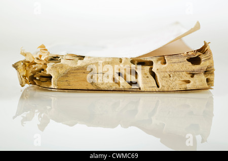 Nahaufnahme der Termite-beschädigte Buch auf weißem Hintergrund Stockfoto