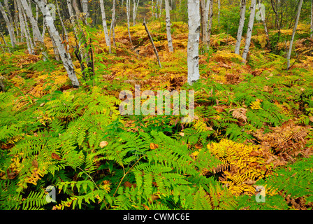 Birke Waldstück im Frühherbst mit Adlerfarnfarne im Unterwuchs, Greater Sudbury, Ontario, Kanada Stockfoto