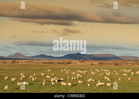 Landschaft mit einer Herde von Angora-Ziegen auf saftigen grünen Weiden Stockfoto