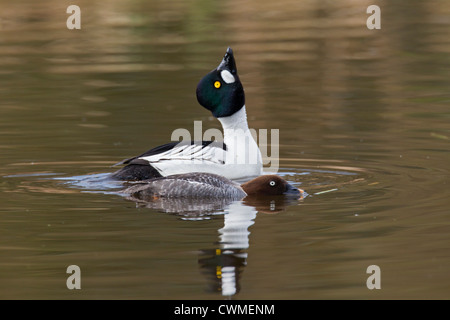 Gemeinsamen Goldeneye (Bucephala Clangula) paar, männliche und weibliche anzeigen Balz Ritual am See, Deutschland Stockfoto