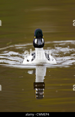 Gemeinsamen Goldeneye (Bucephala Clangula) männlich, Schwimmen am See, Deutschland Stockfoto